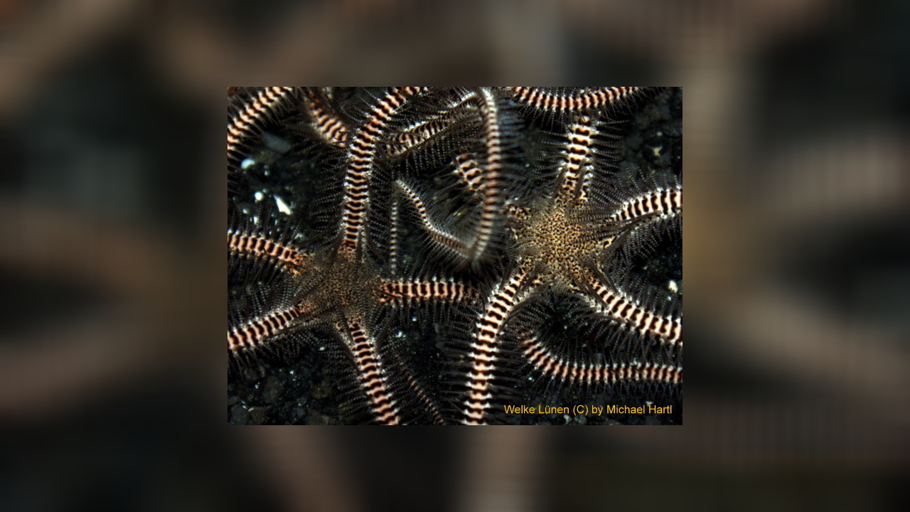 Ophiomastix variabilis variable brittle star