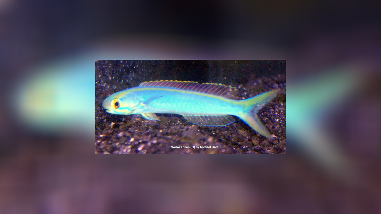 Hoplolatilus chlupatyi Chameleon sand tilefish