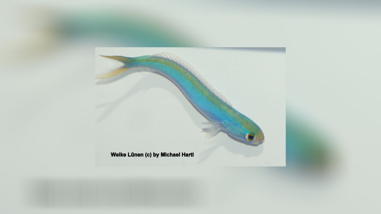 Hoplolatilus chlupatyi Chameleon sand tilefish