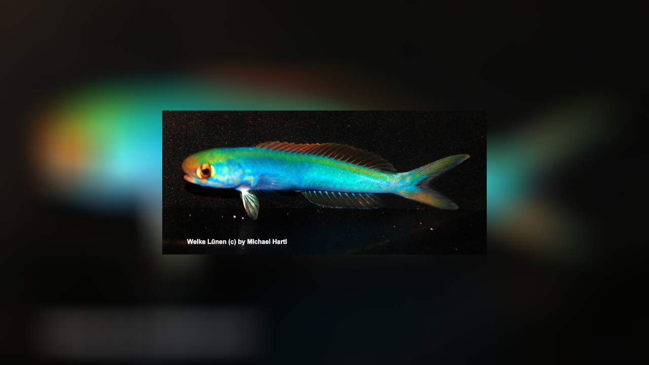 Hoplolatilus chlupatyi Chameleon sand tilefish