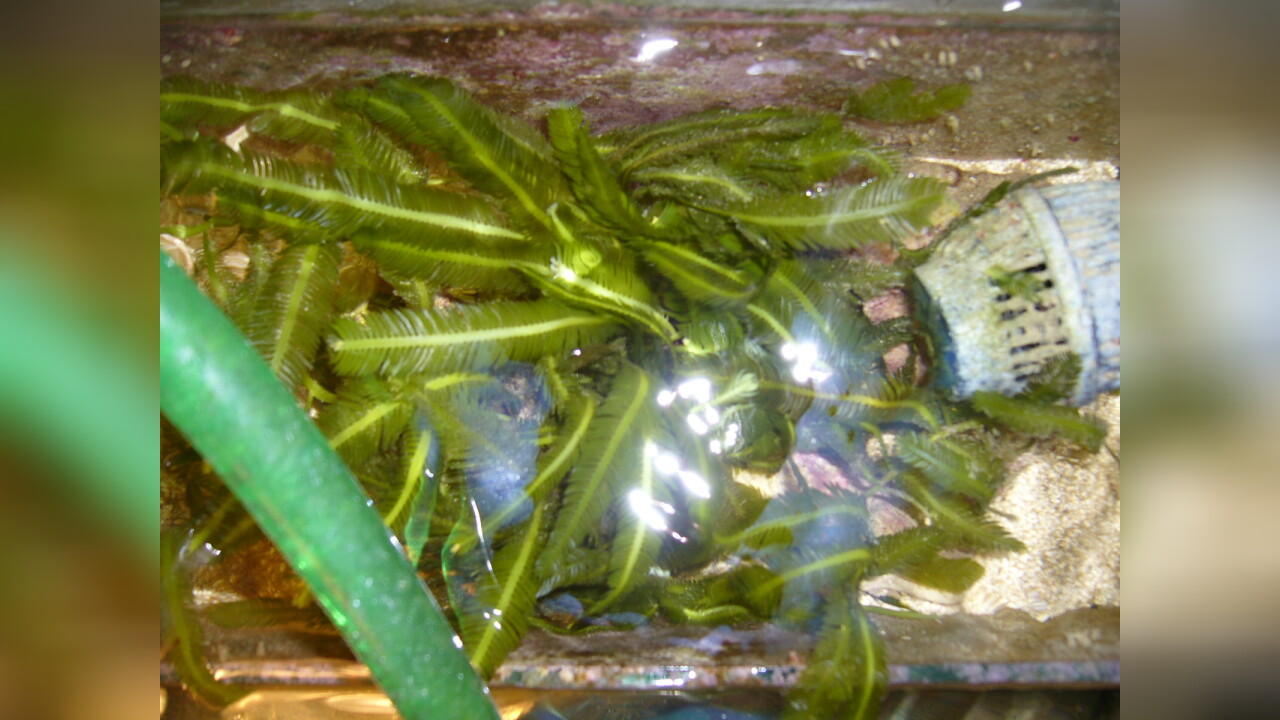 Caulerpa taxifolia Green alga