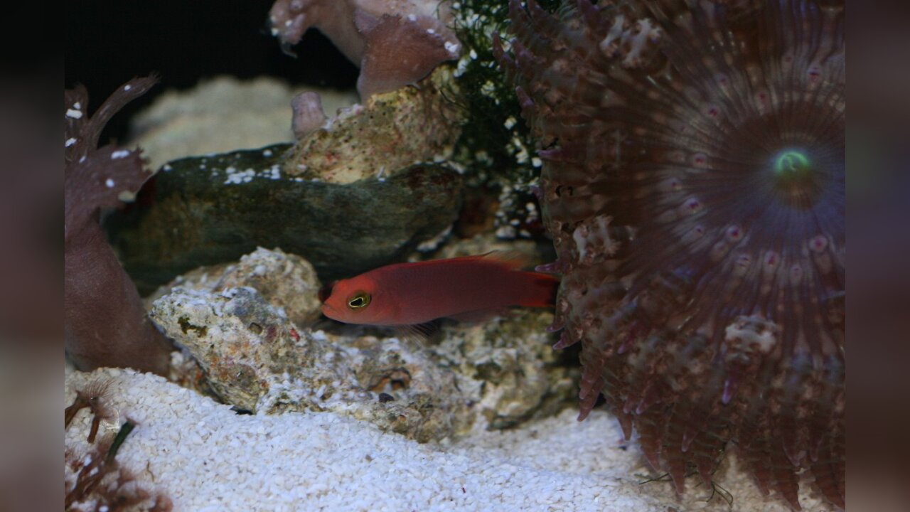 Pseudochromis elongatus Eleganter Zwergbarsch