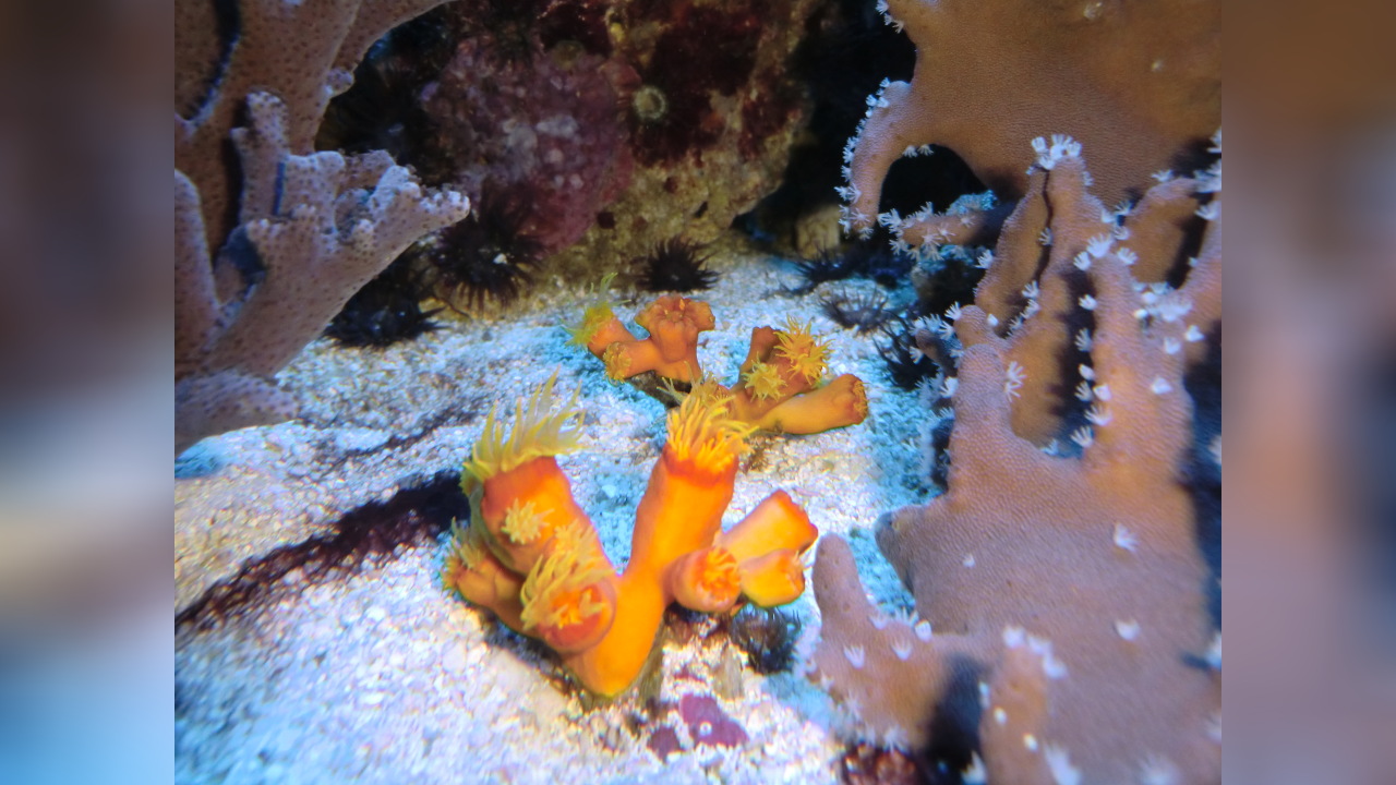 Dendrophyllia arbuscula Kelchkoralle