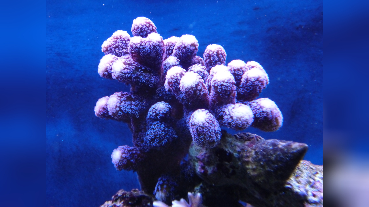 Stylophora pistillata Smooth cauliflower coral