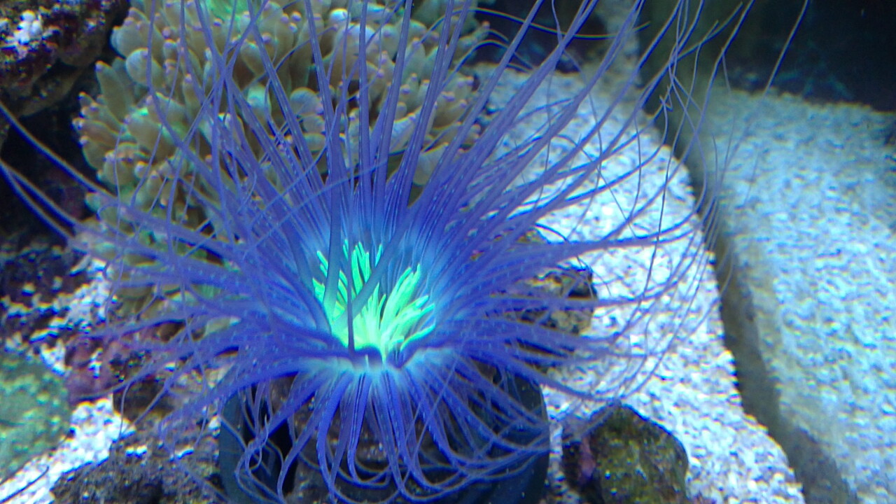 Cerianthus filiformis Filigrane Zylinderrose