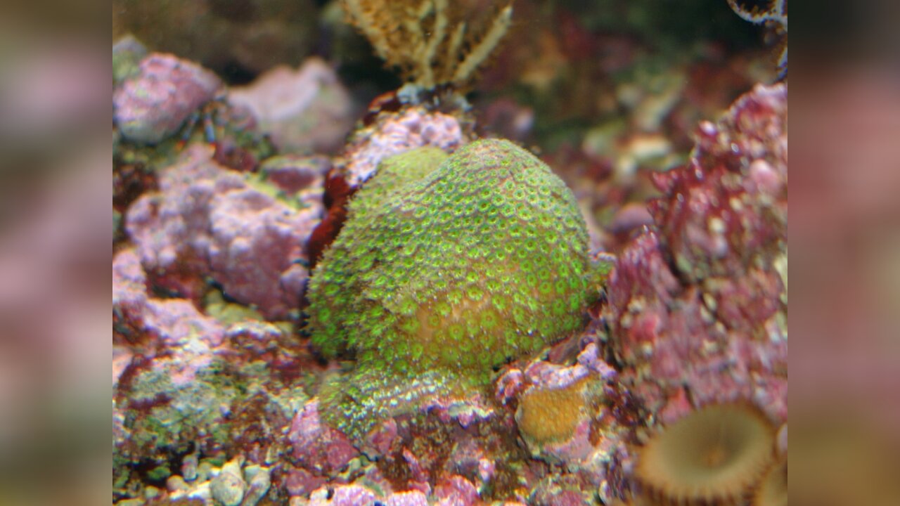 Madracis decactis Sternkoralle, Großployige Steinkoralle