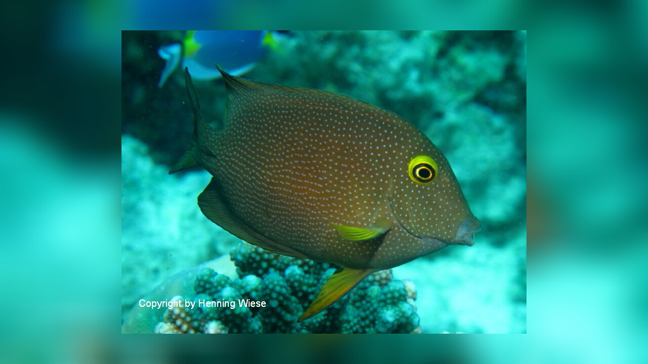 Ctenochaetus truncatus Indischer Goldringdoktor