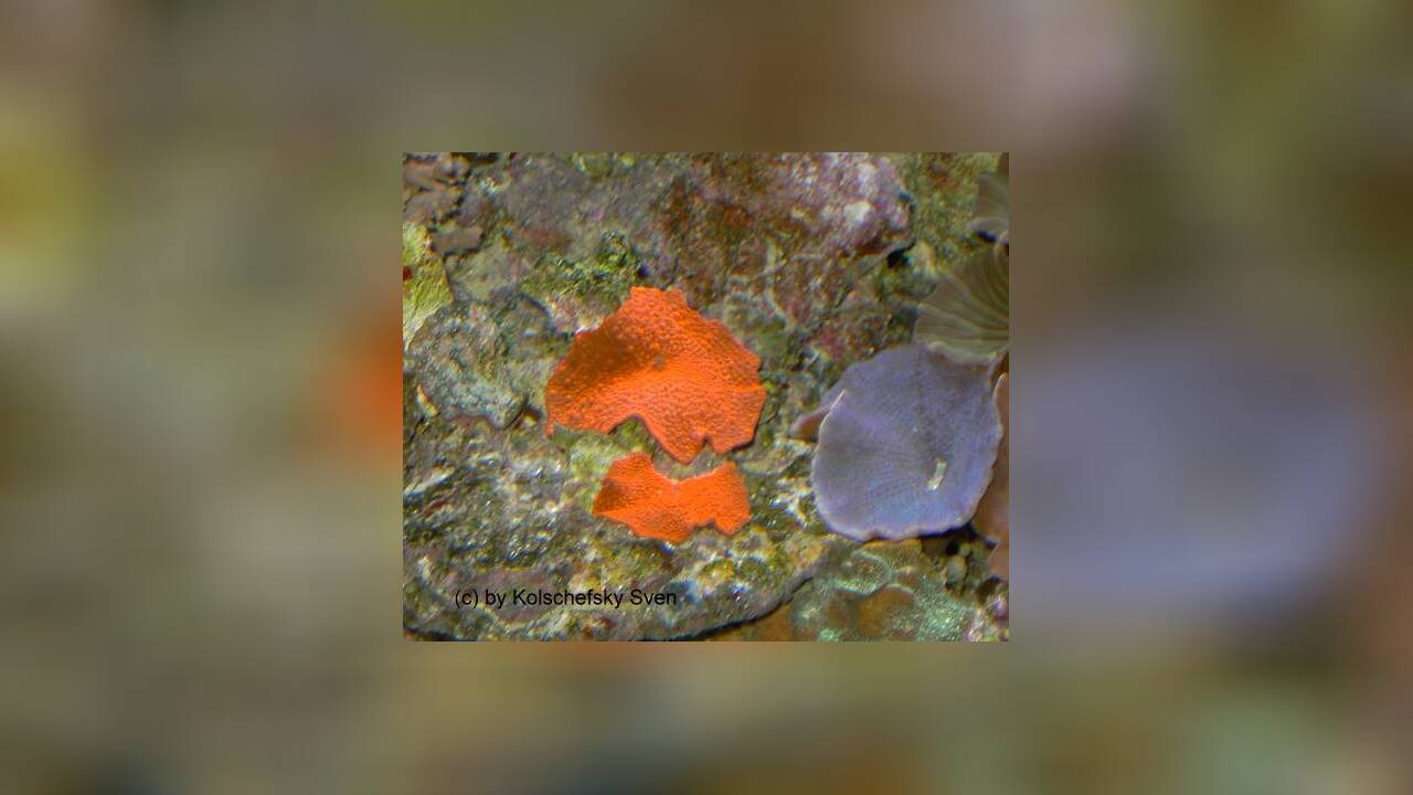 Discosoma sp. 33 Scheibenanemone, rot