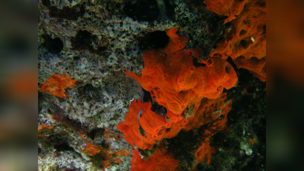 Spirastrella cunctatrix Red Sponge