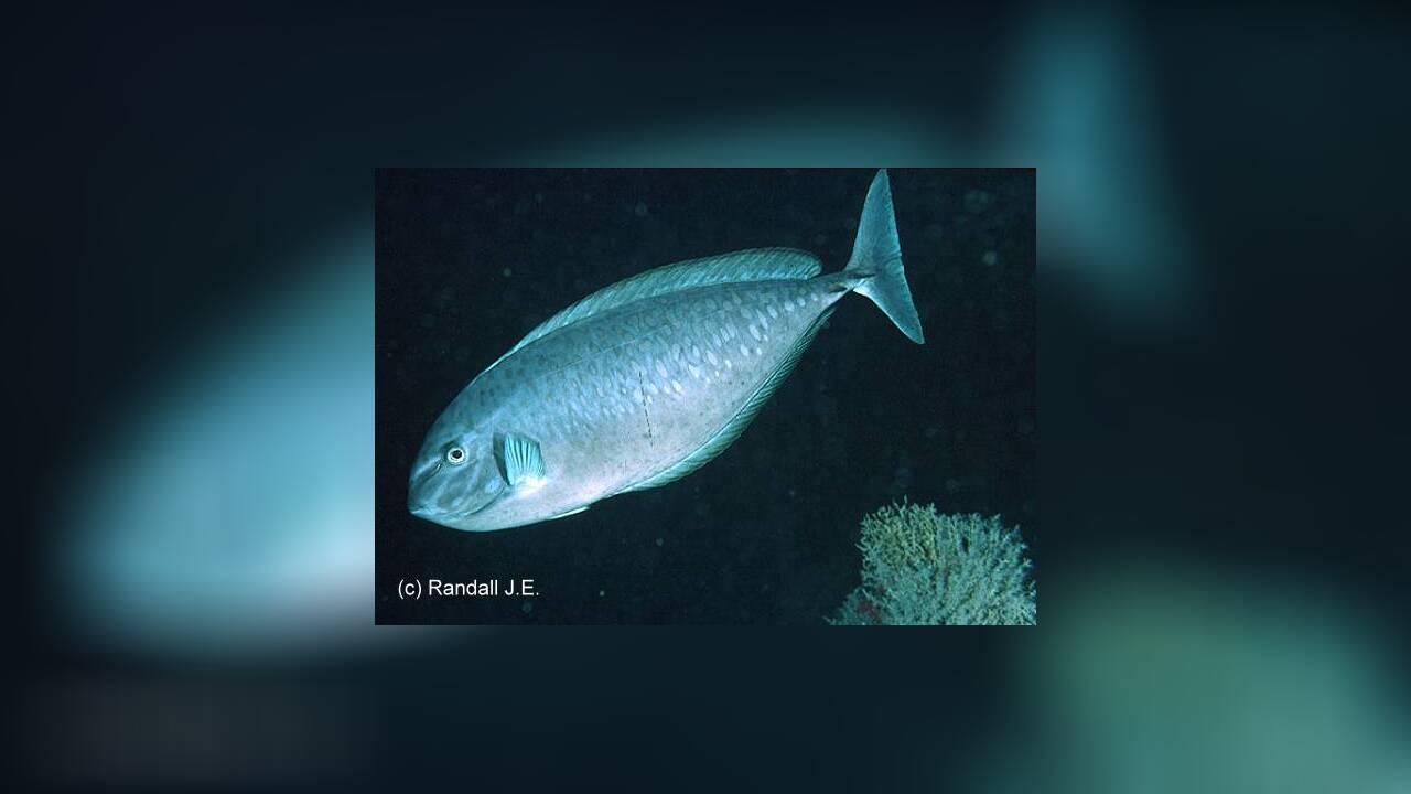 Naso caesius Silberner Nasendoktor