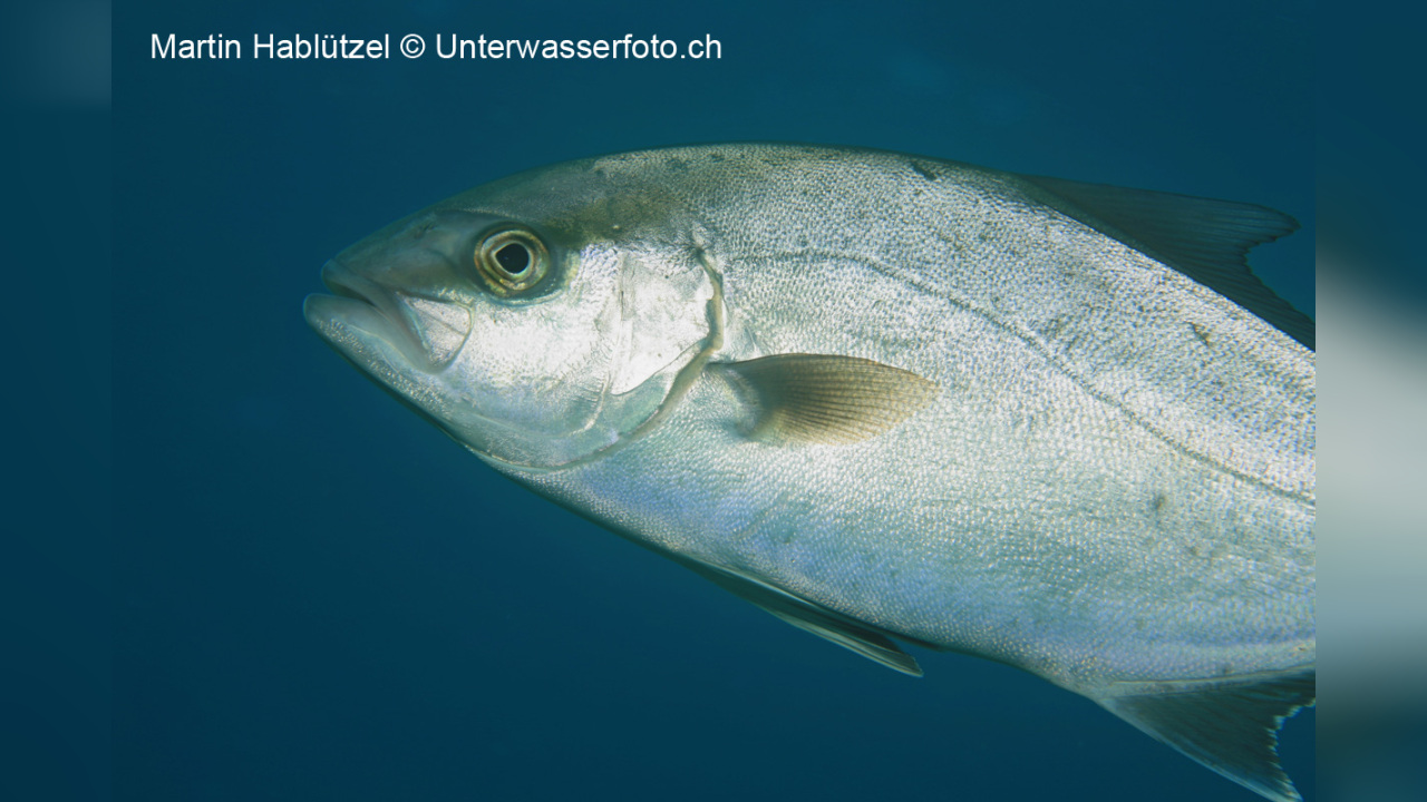 Seriola rivoliana Almaco Jack