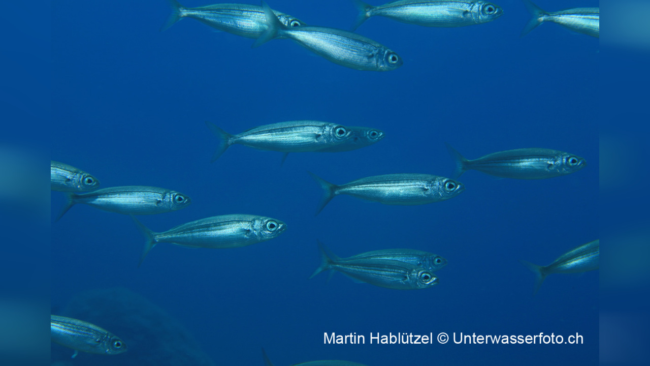 Sardinella maderensis MadeiraSardine