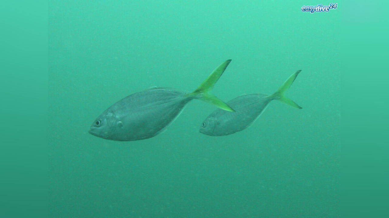 Alepes djedaba DjedabaMakrele