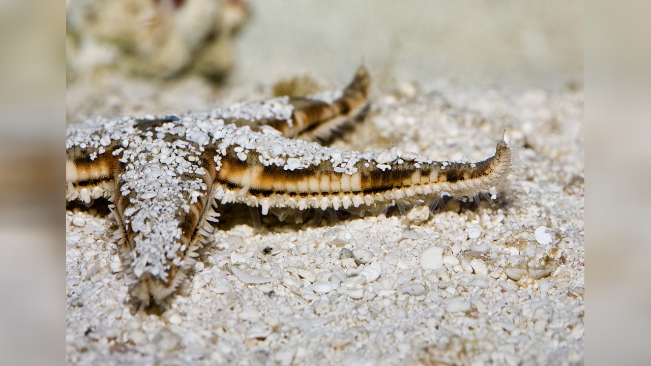 Archaster angulatus 1. Foto von Archaster angulatus