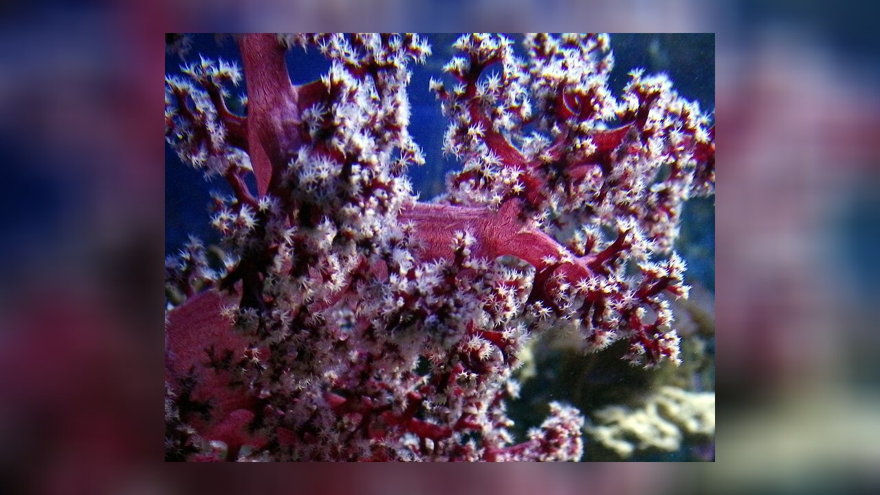 Nephthea sp. Weichkoralle