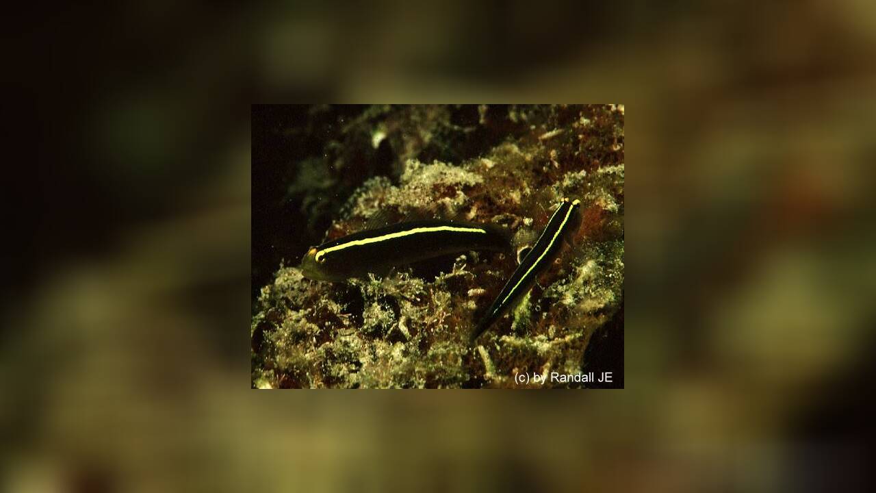 Elacatinus horsti Grundel