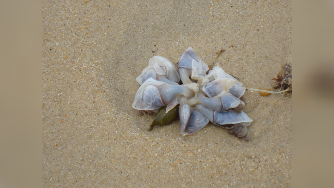 Dosima fascicularis Entenmuschel