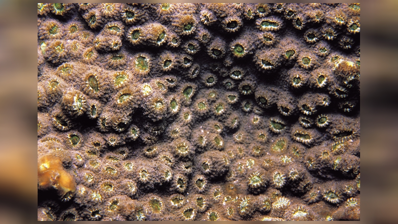 Astreopora cucullata großpolypige Steinkoralle