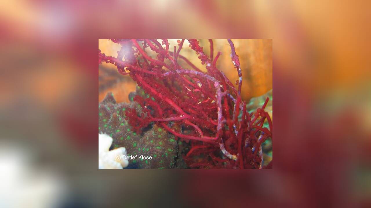 Botryocladia leptopoda Rotalge