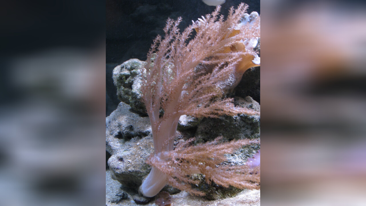 Litophyton sp. 01 Weichkoralle