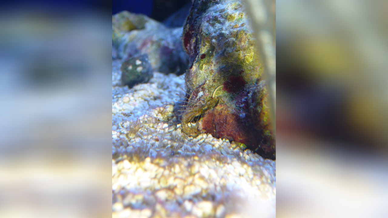 Flabelligeridae Ringelwurm