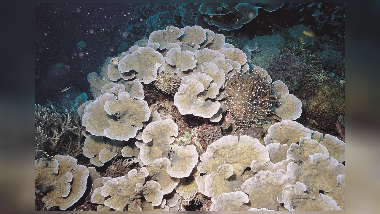 Oxypora lacera Plattenkoralle