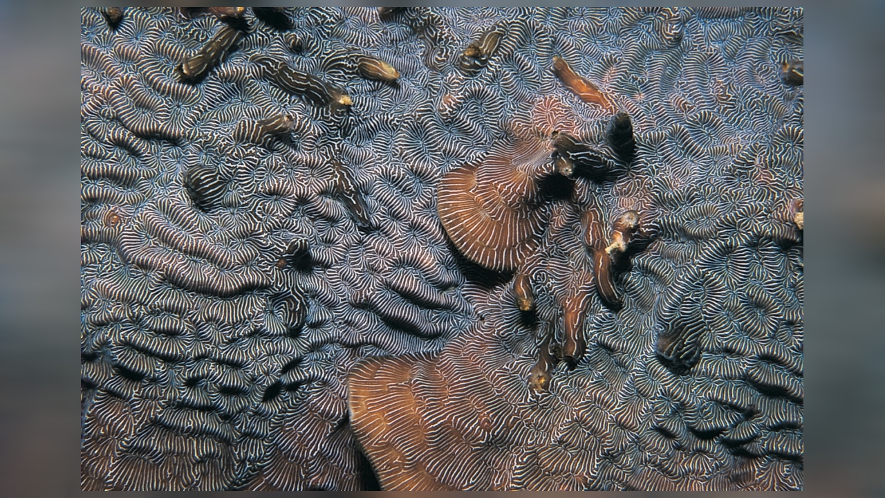 Leptoseris mycetoseroides Steinkoralle
