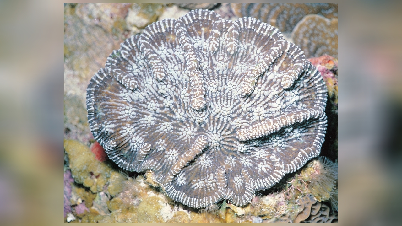 Mycetophyllia aliciae Kaktuskoralle