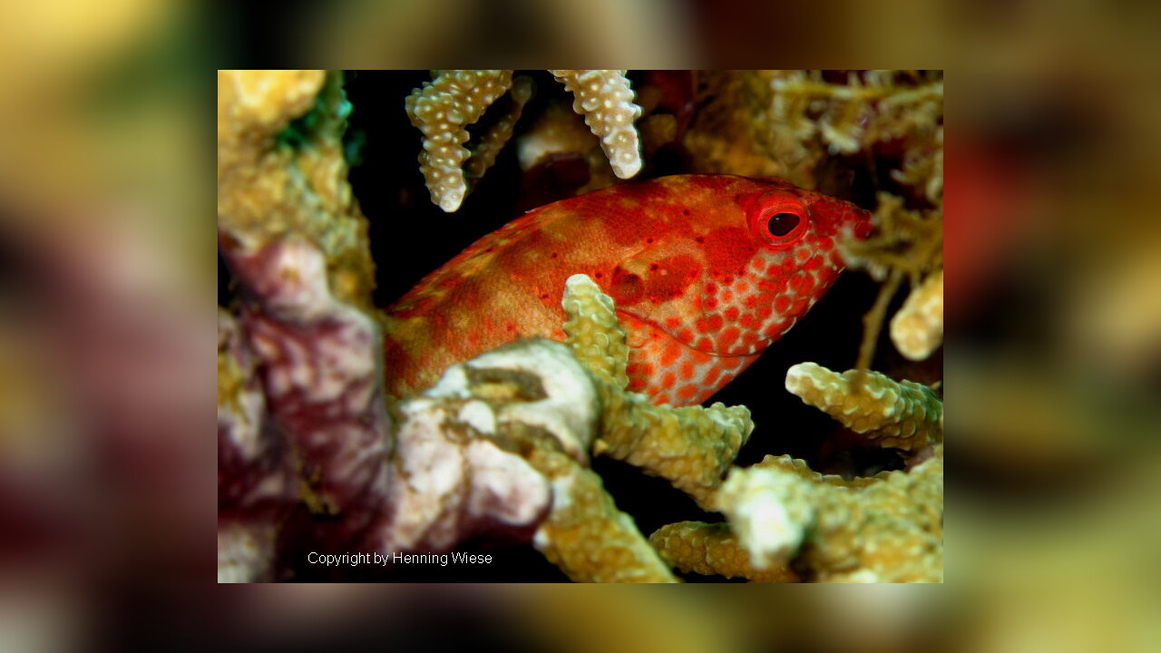 Cephalopholis leopardus LeopardZackenbarsch