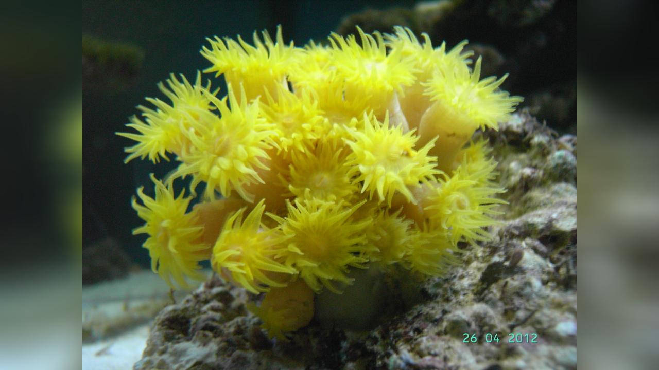Dendrophyllia sp. Kelchkoralle