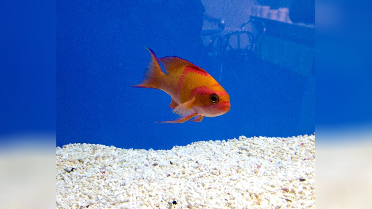 Pseudanthias leucozonus White bar anthias
