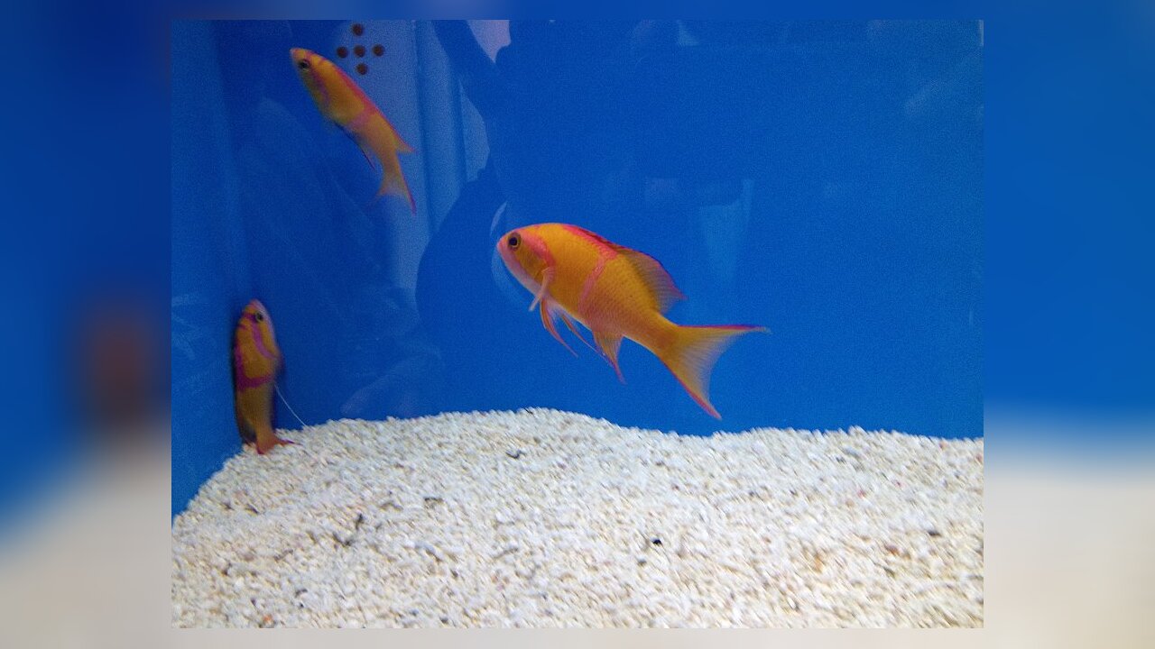 Pseudanthias leucozonus White bar anthias