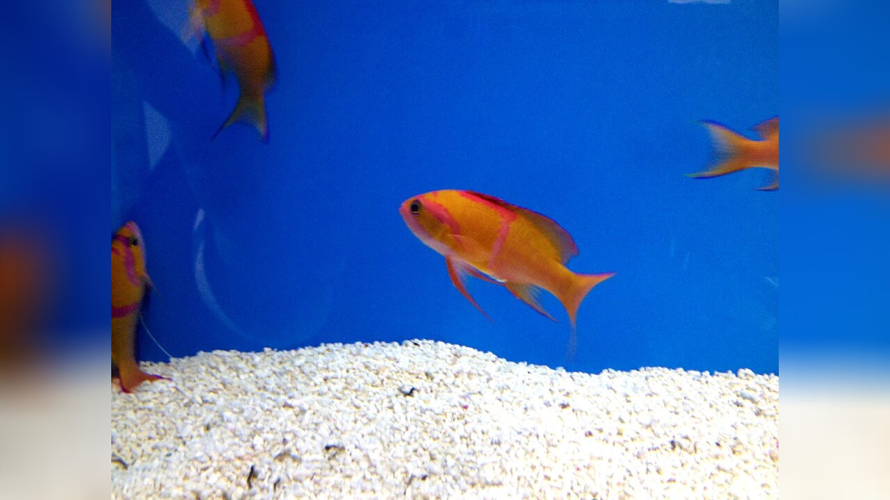 Pseudanthias leucozonus White bar anthias
