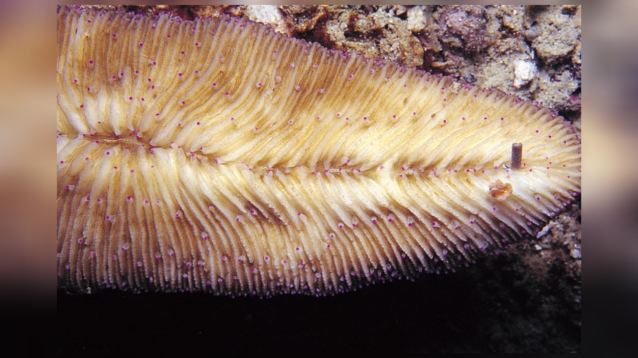 Herpolitha weberi Zungenkoralle