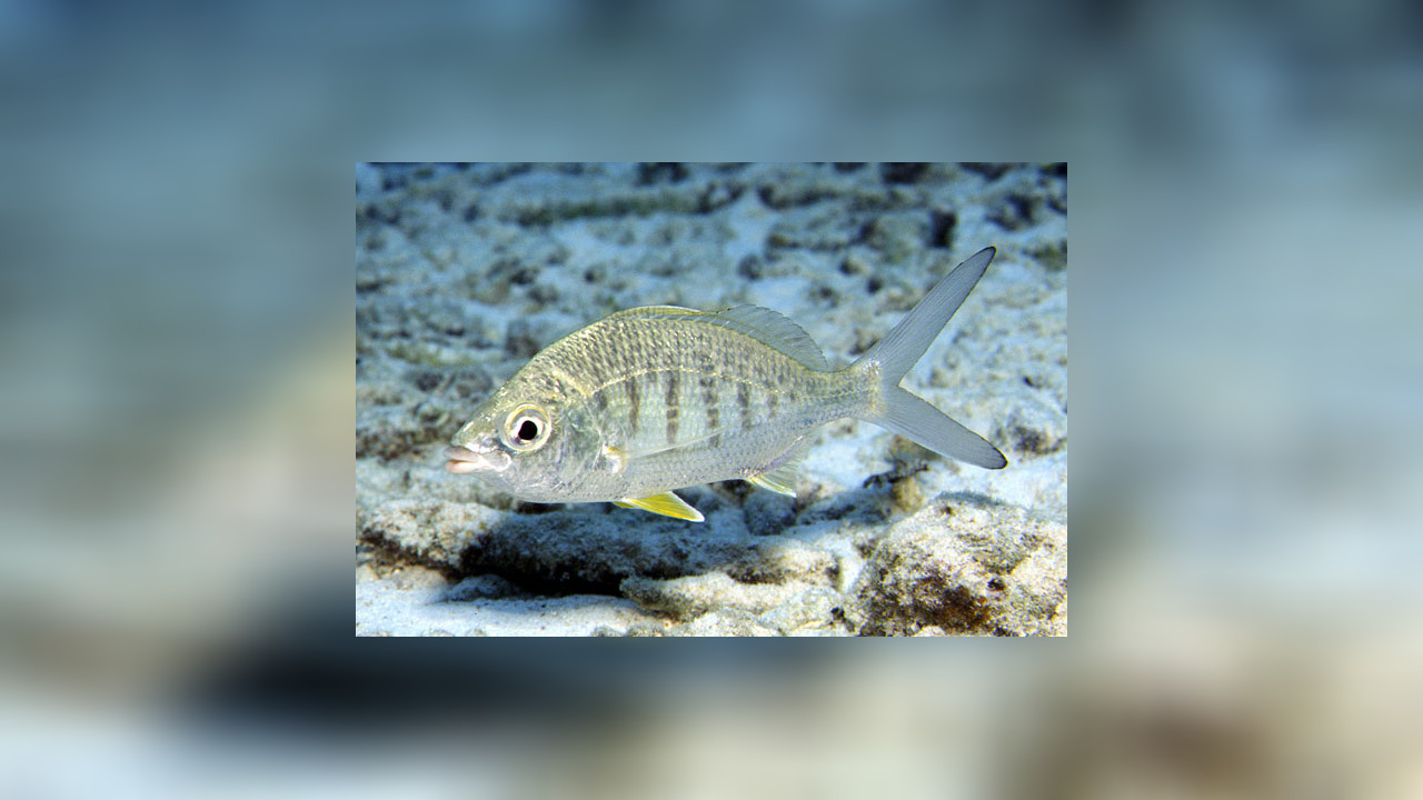 Gerres cinereus Silberling