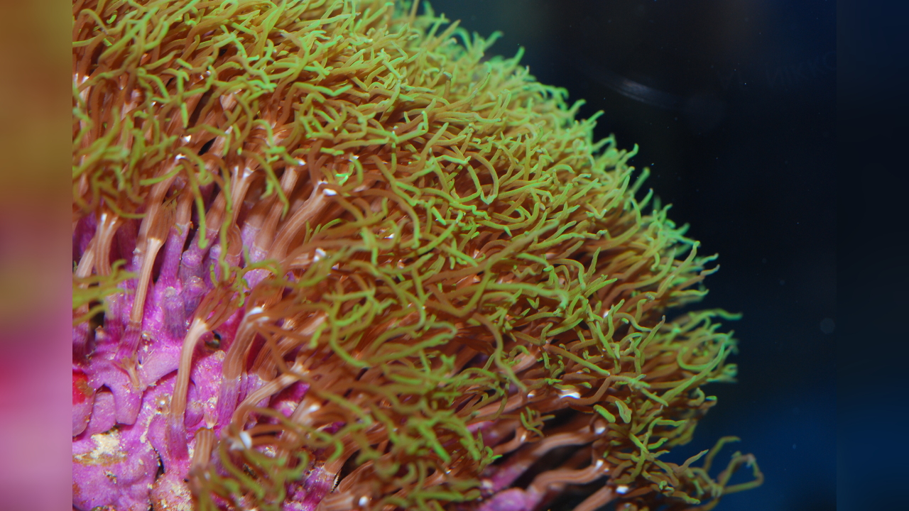 Briareum violaceum Grüne Röhrenkoralle