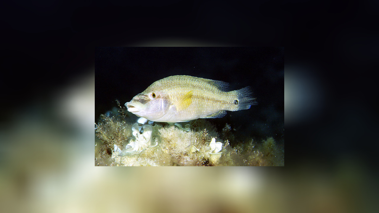 Symphodus tinca PfauenLippfisch