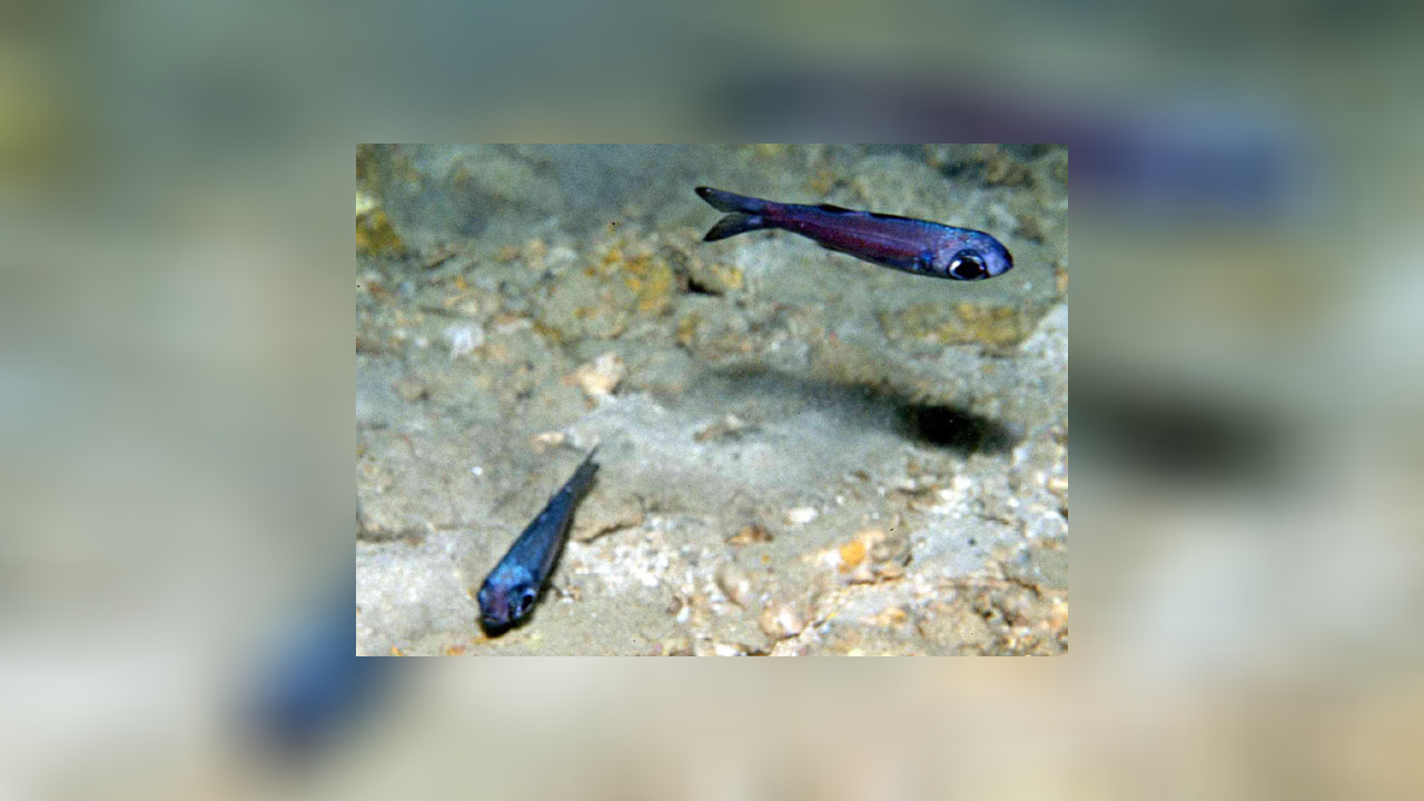 Epigonus constanciae Epigonus constanciae