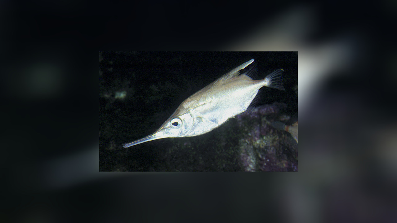 Macroramphosus scolopax Schnepfenmesserfisch