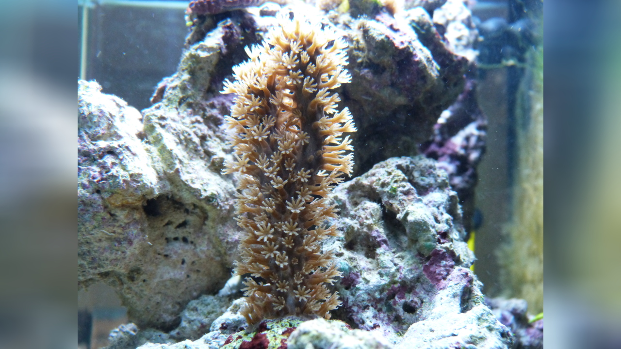 Plexaurella dichotoma Doppelverzweigte Hornkoralle