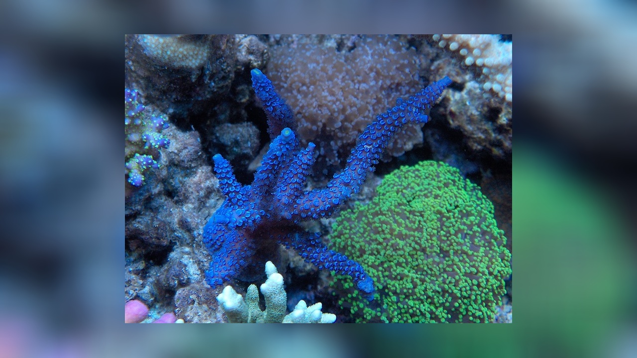 Acropora pulchra Kleinpolypige Steinkoralle