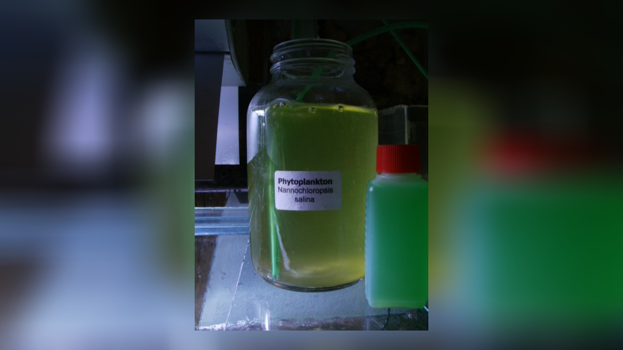 Nannochloropsis salina Phytoplankton Nannochloropsis salina