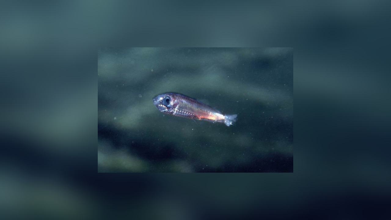 Maurolicus Muelleri Silvery Lightfish maurolicus-muelleri-silvery-lightfish