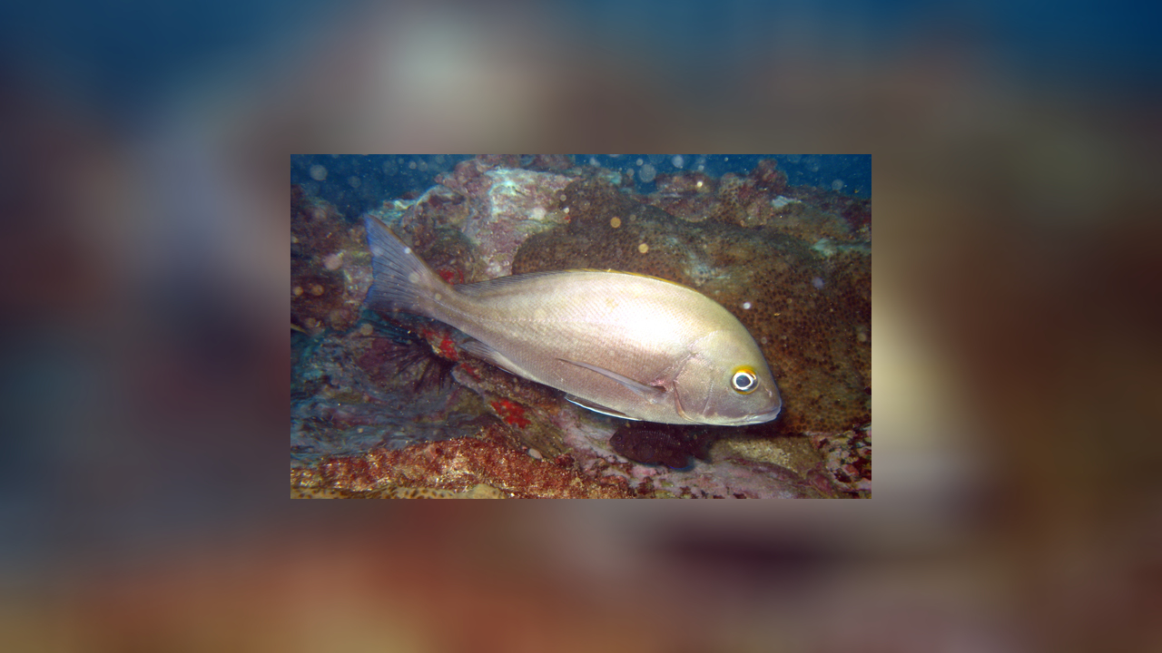 Plectorhinchus mediterraneus MittelmeerSüßlippe