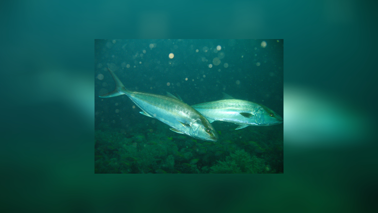 Seriola dumerili BernsteinStachelmakrele, Große Bernsteinmakrele