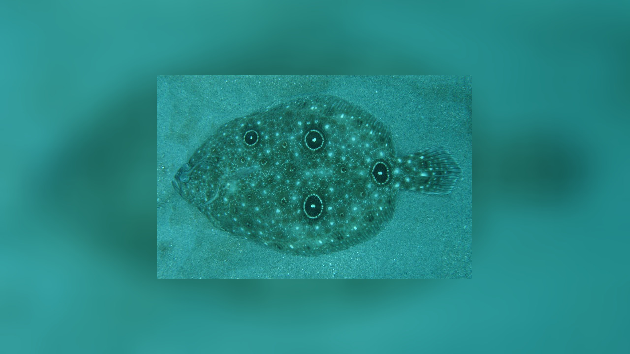 Ancylopsetta ommata Steinbutt