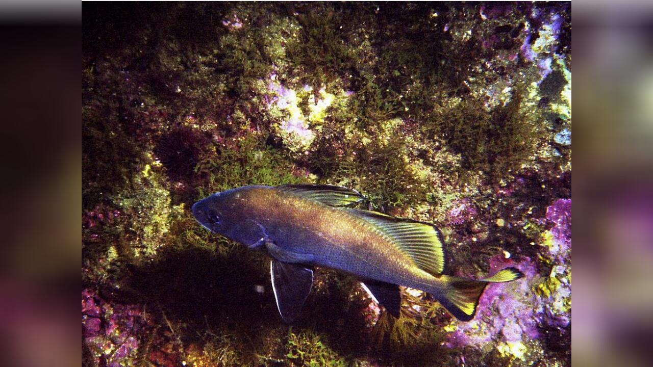 Sciaena umbra Meerrabe