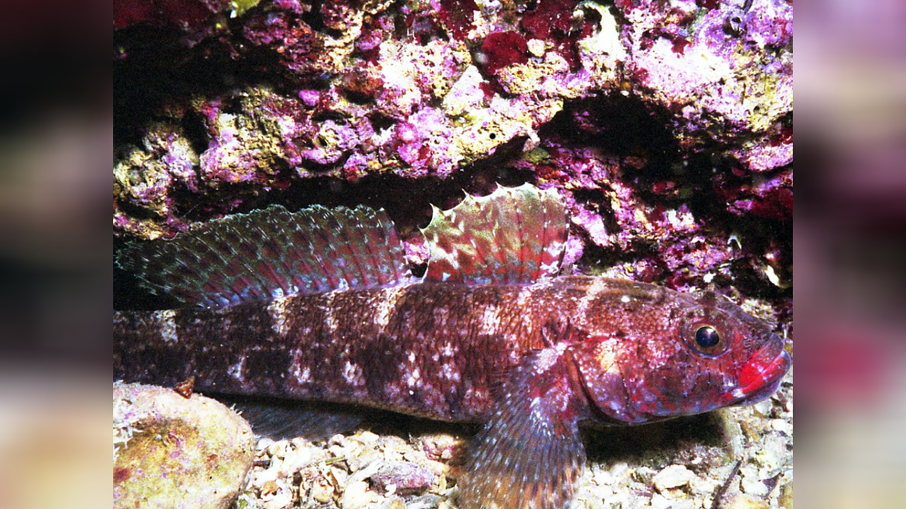 Gobius cruentatus Redmouthed goby