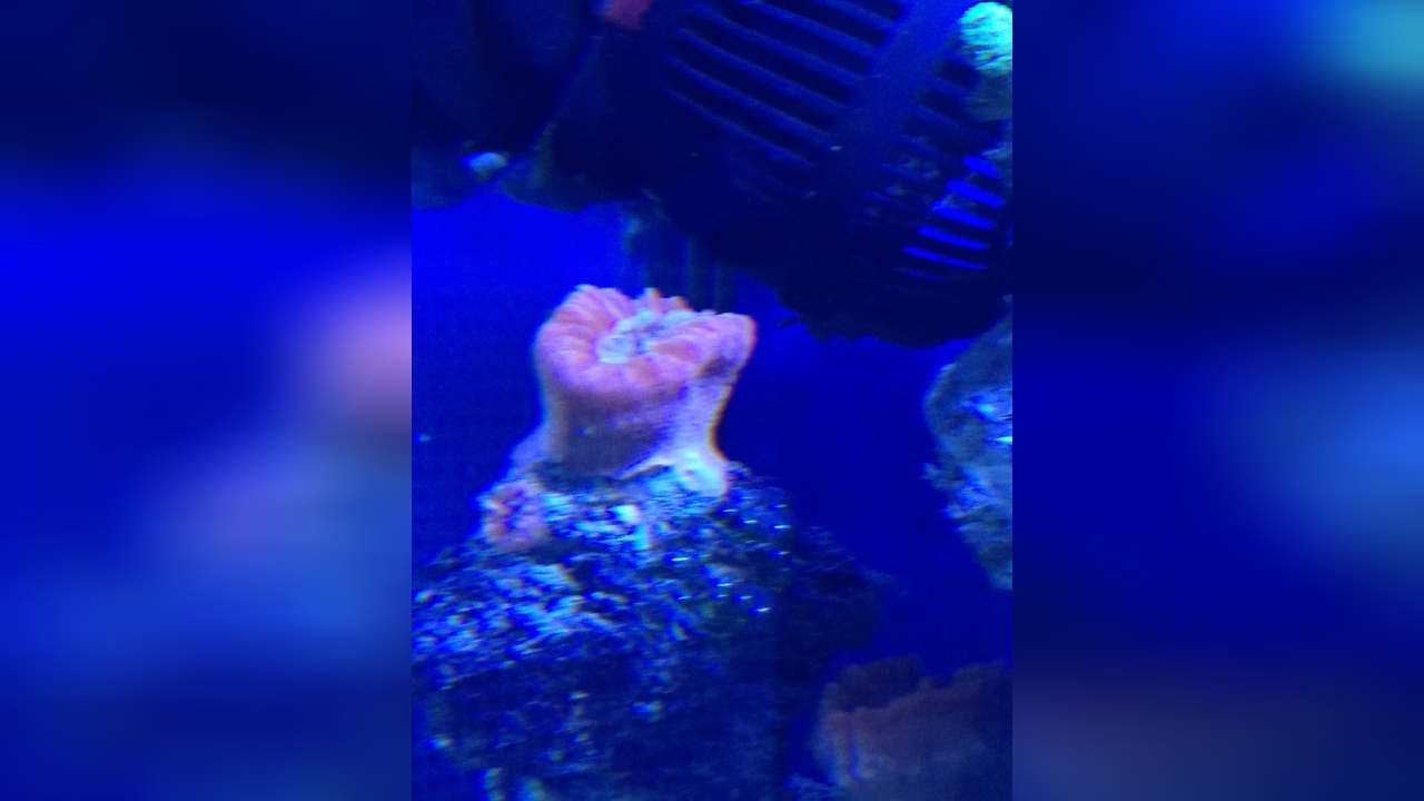 Balanophyllia (Balanophyllia) europaea Vielfarbige Solitärkoralle