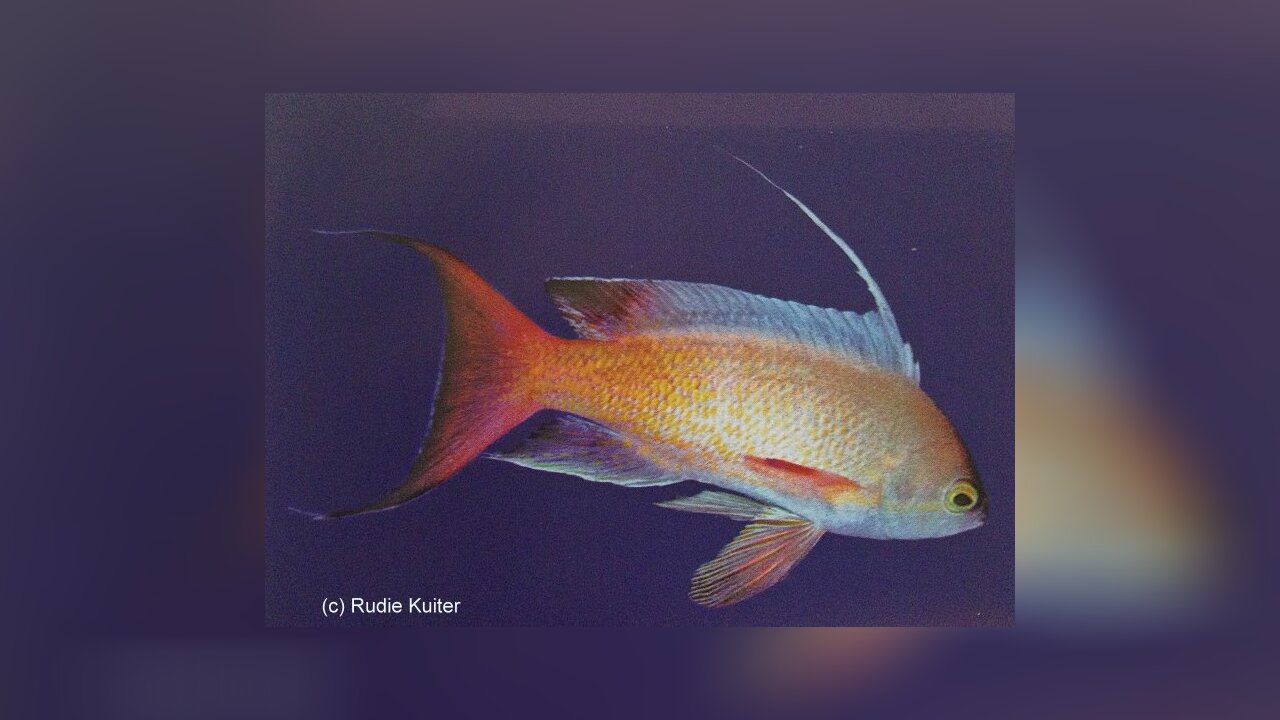 Pseudanthias nobilis Japanese Lyretail Basslet